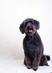 a black dog on a light background. old black dog