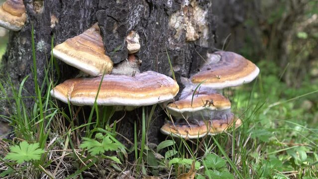 Chaga mushroom on an old tree. Healing chaga mushroom on old birch trunk close up