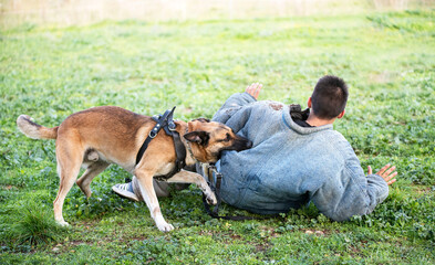 training of belgian shepherd