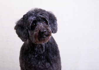 a black dog on a light background. old black dog