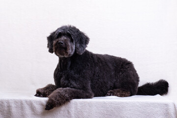 a black dog on a light background. old black dog
