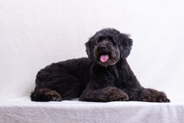 a black dog on a light background. old black dog