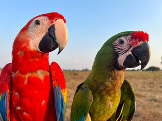 Closeup shot of a scarlet macaw and a military macaw on a sunny day