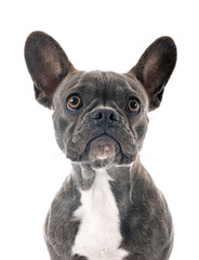 french bulldog in studio