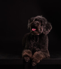 a black poodle lies on a black background and looks at the camera