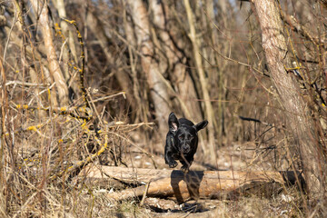 Jumping Black Labrador in the forest 