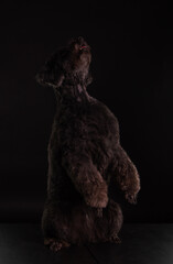 a black poodle stands on its hind legs on a black background