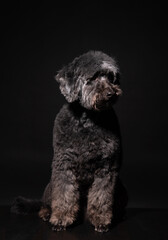 a black poodle sits on a black background. an old dog