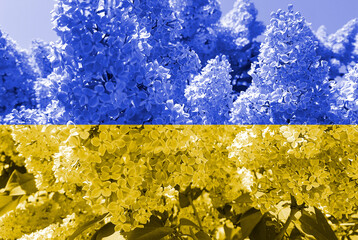 Colors Flag of Ukraine beautiful flower
