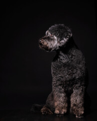 a black poodle sits on a black background. an old dog