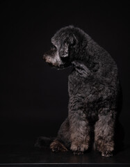 a black poodle sits on a black background. an old dog