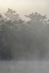 Photo of a lake shoreline clouded in mist with the sun rising behind a forest canopy