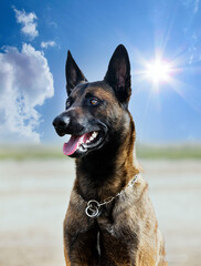 training of belgian shepherd