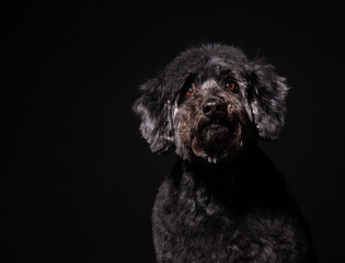 a large portrait of an old black dog on a black background. black poodle