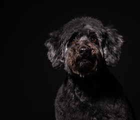 a large portrait of an old black dog on a black background. black poodle