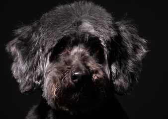 a large portrait of an old black dog on a black background. black poodle