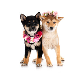 shiba inus in studio