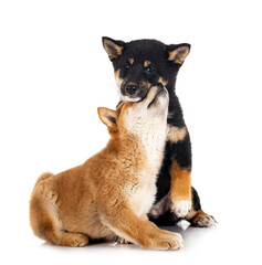 shiba inus in studio