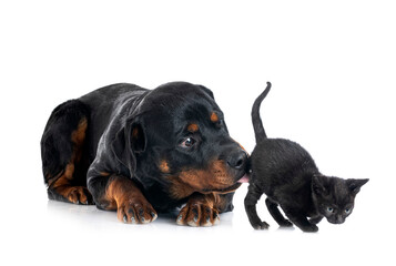 Fototapeta premium rottweiler and kitten in studio