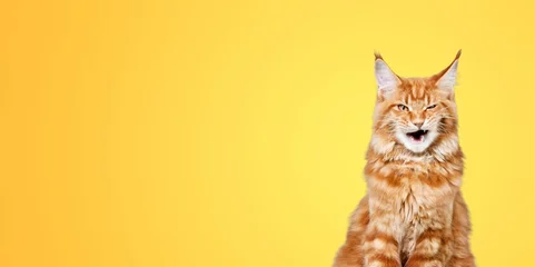 Fototapeten Hungry cat on a background. Banner of sales creative concept. Online shopping. © BillionPhotos.com