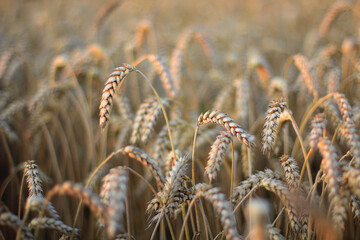 Full frame shot of wheat growing in field - Powered by Adobe