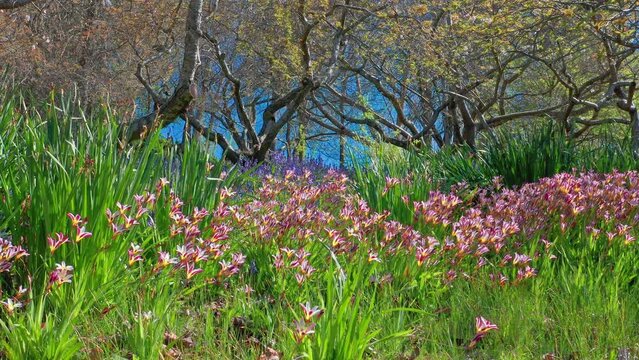 Spring flowers blossom nature background. Beautiful garden landscape