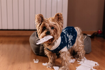 Yorkshire terrier with guilty expression after playing unrolling toilet paper.