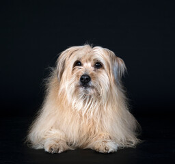 Pyrenean Sheepdog in studio