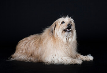 Pyrenean Sheepdog in studio