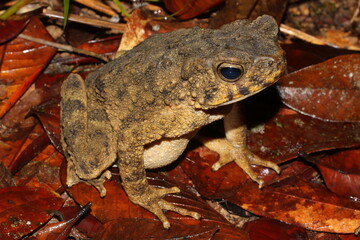 The Asian giant toad, river toad (Phrynoidis asper) in a natural habitat