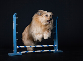 Pyrenean Sheepdog in studio