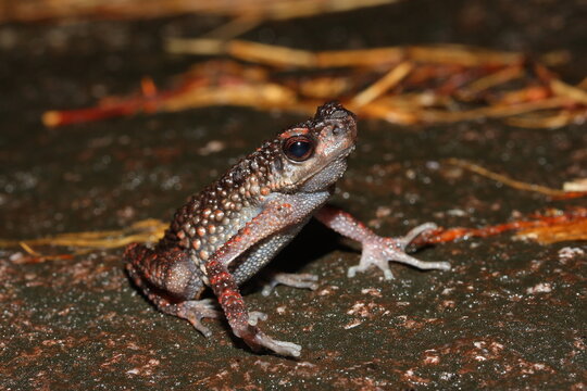 The spiny slender toad, Kina Balu stream toad (Ansonia spinulifer) in a natural habitat