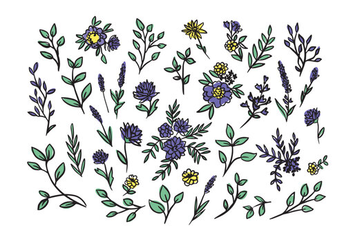 Vector hand drawn big collection with wild and medicinal herbs. Hand drawn botanical sketch with plants and flowers in color.For printing, cards, packaging.Different  flowers on white background.