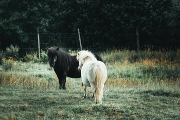 Two ponies in the meadow. Scotland, United Kingdom.