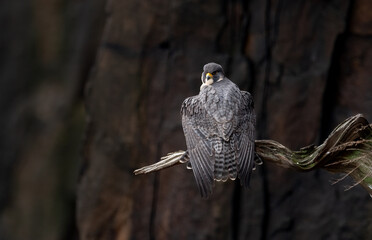 A peregrine falcon over the Hudson River 