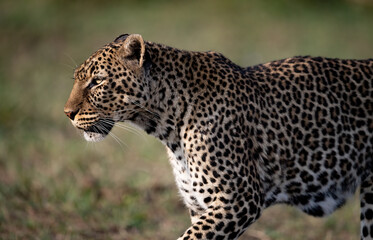 Obraz premium A leopard in the Maasai Mara, Africa 