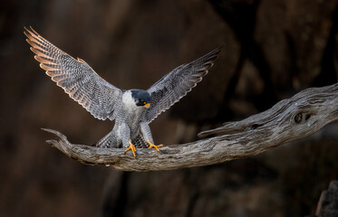A peregrine falcon over the Hudson River 