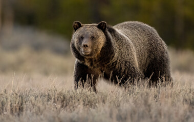 A grizzly bear in Grand Teton National Park