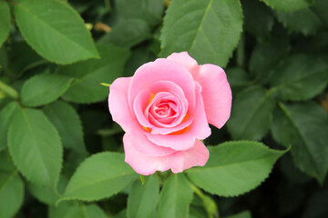 Bunch of rosy roses isolated in the garden