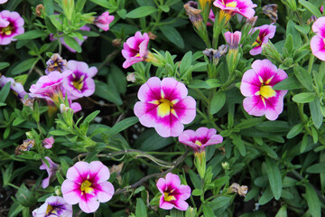 Colorful petunia flowers in the garden in Spring time. Shallow depth of field