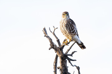Selective of a Merlin Falcon bird on a branch