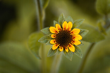 Closeup of a sunflower with blurred background