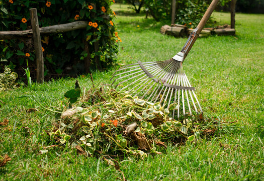 Raking and cleaning the garden. Backyard maintenance, seasonal work. Taking care of plants and flowers, domestic life.