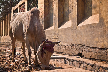 Closeup shot of a cow in the India
