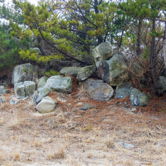 boulders in a pine tree by the beach with fog at Smiths Point Beach in the summer
