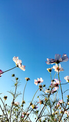 Low angle shot of cosmos flowers under a pretty blue sky © 纪 云/Wirestock