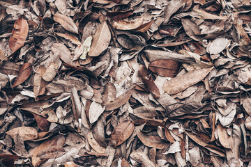 Dry leaves background. Colorful autumn fallen leaves on brown forest soil. Natural pattern.