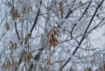 Maple seeds on a branch covered with frost against the background of other branches and seeds