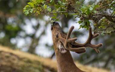 Deer Buck in Velvet eating oak leaves © Db6/Wirestock