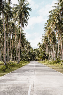 Beautiful view of a road with palm trees in Cebu, Bantayan